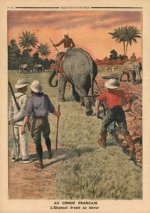 In French Congo, elephant trained to ploughing, illustration from 